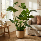 Monstera (gatenplant) – Ø17 cm, 70 cm hoog