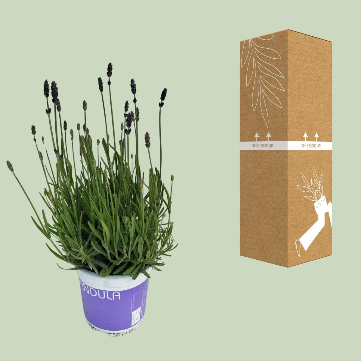 Lavendel Lavandula Hidcote Blue Blau – Ø12 cm, 20 cm hoch