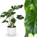 Monstera deliciosa (Fensterblatt) im weißen Potter-Übertopf – Ø 21 cm, 70–80 cm hoch
