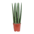 Sansevieria Straight (svigermors tunge) – Ø12 cm, 40 cm høj