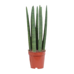 Sansevieria Straight (svigermors tunge) – Ø12 cm, 40 cm høj