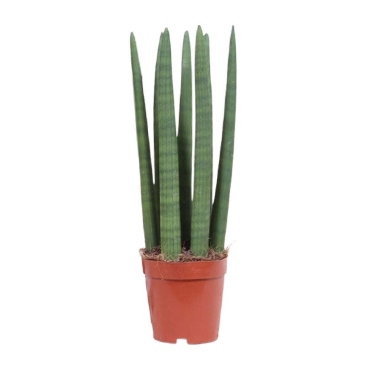 Sansevieria Straight (svigermors tunge) – Ø12 cm, 40 cm høj