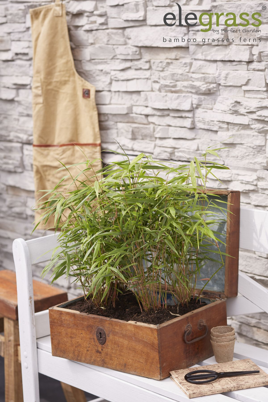 Fargesia rufa (non-invasive bamboo) – Ø14 cm, 40 cm high – photo 9