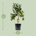 Zitrus 'Lemon' (Zitrusbäumchen) – Ø 22 cm, 80 cm hoch