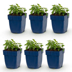 Nepeta faassenii 'Snowflake' (menthe pour chat) – blanc – 6 plantes, Ø11 cm, 15–25 cm de haut