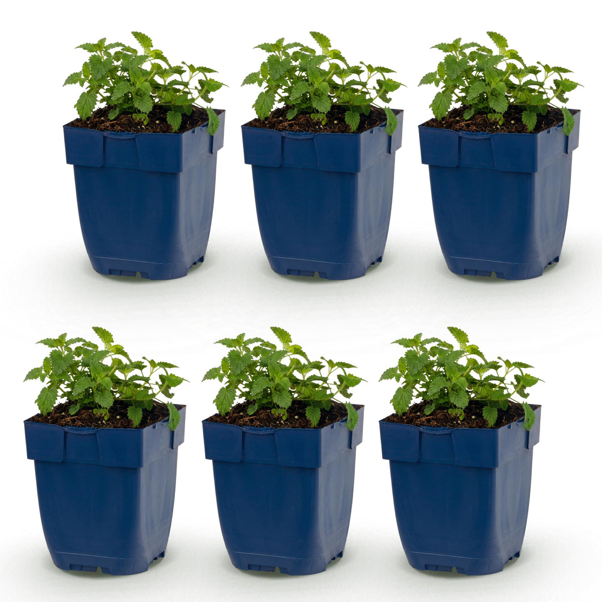 Nepeta faassenii 'Snowflake' (menthe pour chat) – blanc – 6 plantes, Ø11 cm, 15–25 cm de haut – photo 2