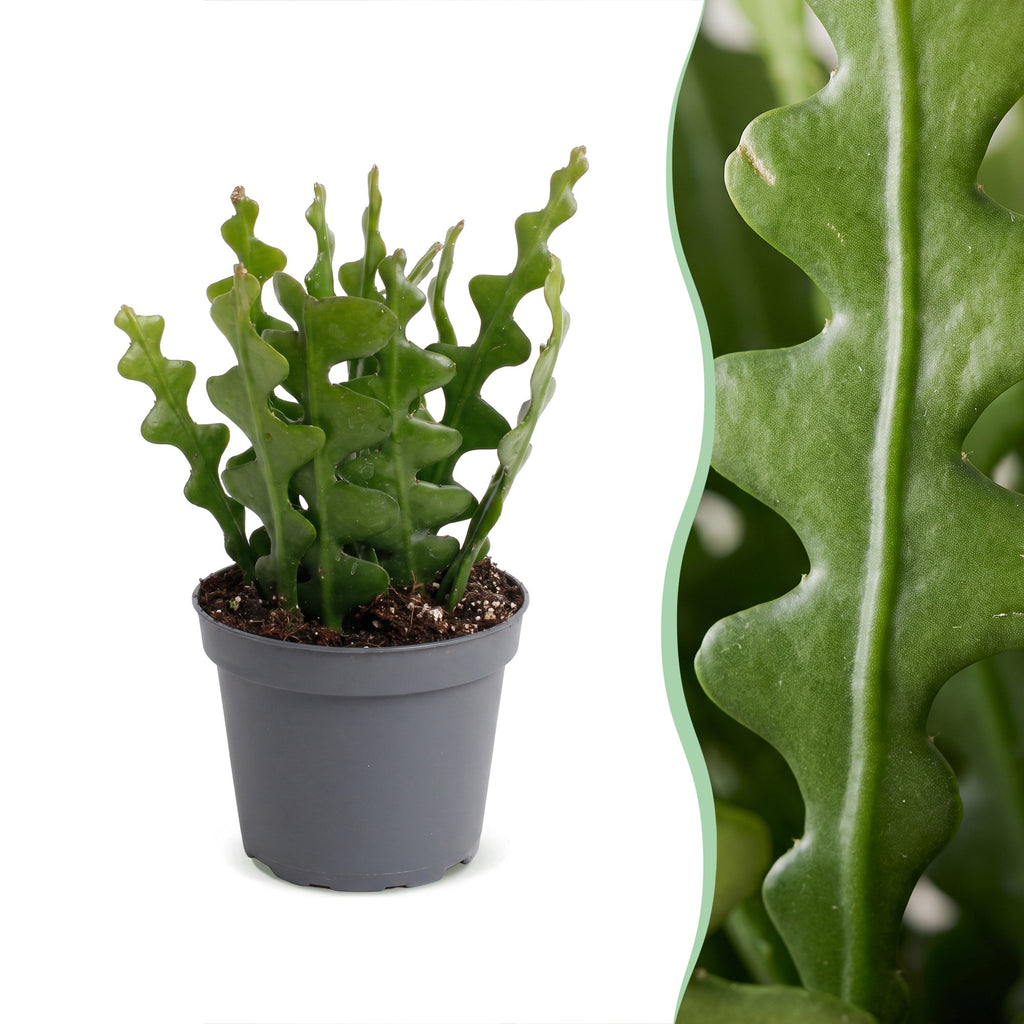 Epiphyllum Anguliger (Cactaceae) – Ø 6 cm, 15 cm hoch