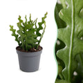 Epiphyllum Anguliger (Cactaceae) – Ø 6 cm, 15 cm hoch