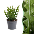 Epiphyllum Anguliger (Cactaceae) – Ø 6 cm, 15 cm hoch