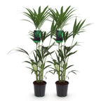 2× Howea forsteriana (palmier kentia) – Ø21 cm, 120–130 cm de haut
