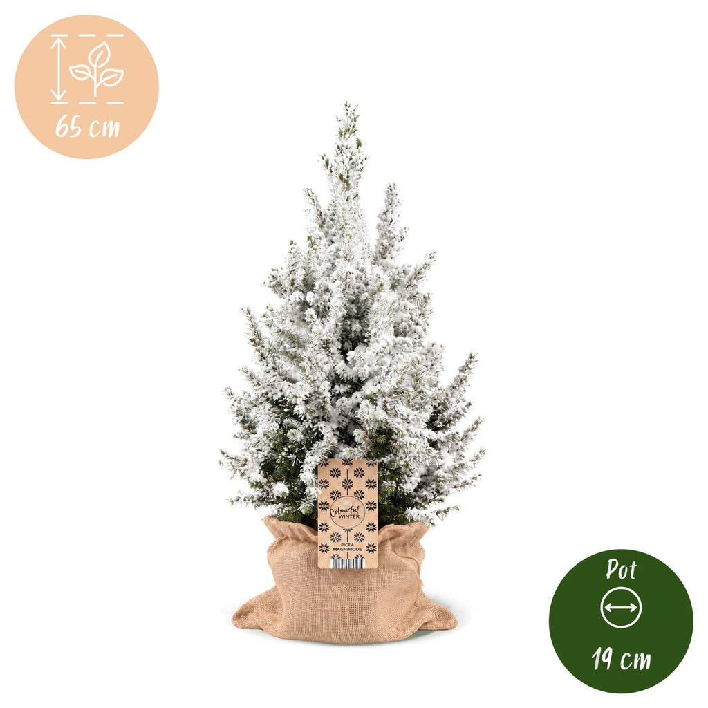 Picea glauca Conica (petit sapin de Noël) en toile de jute – Ø19 cm, 65 cm de haut – blanc