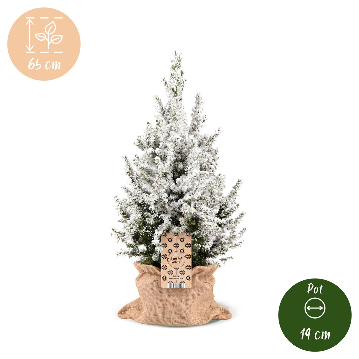 Picea glauca Conica (petit sapin de Noël) en toile de jute – Ø19 cm, 65 cm de haut – blanc