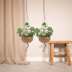2× Pilea Peperomiodes – Ø15 cm, 20 cm høj