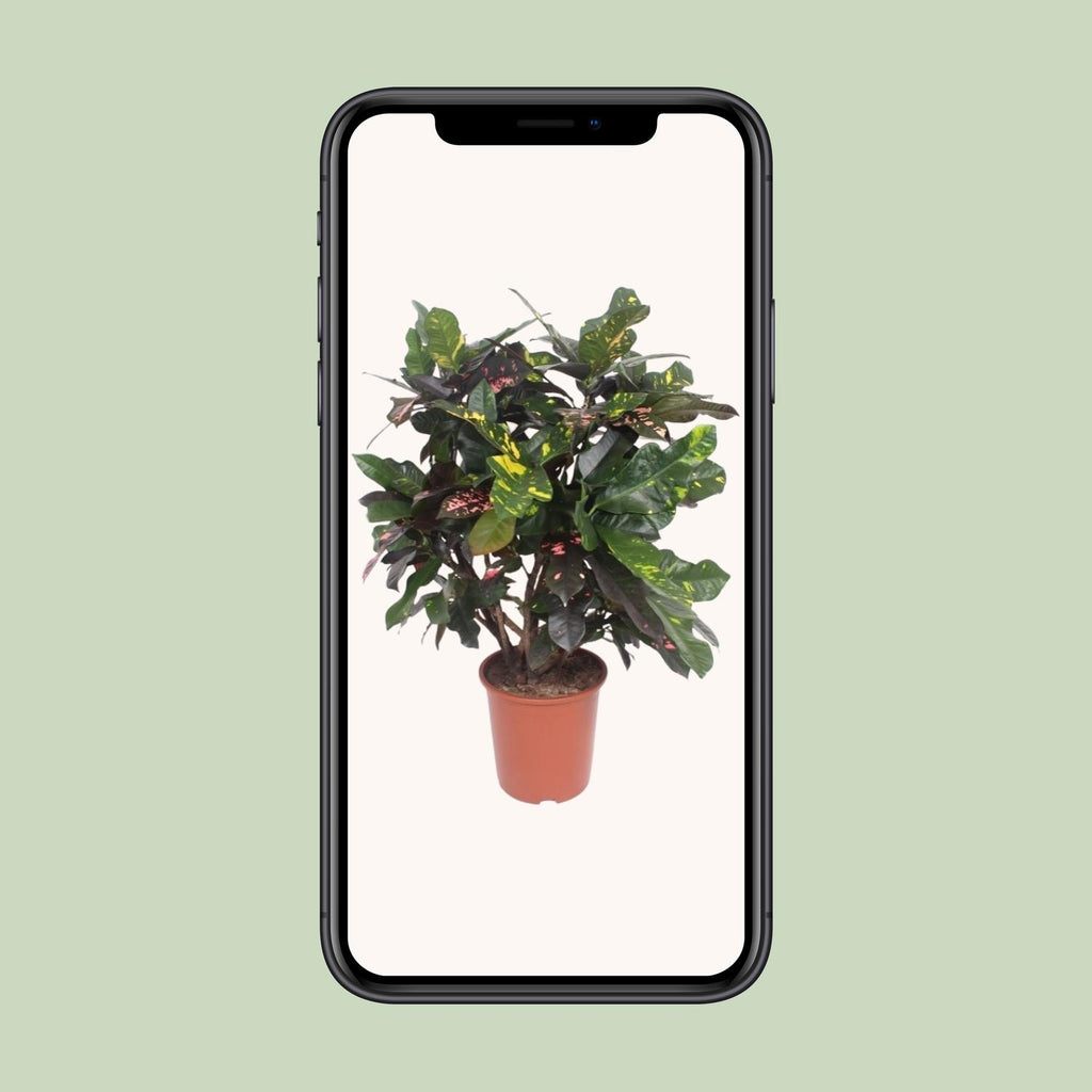 Croton Magnificent (Codiaeum) – Ø27 cm, 110 cm high – photo 4