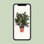 Croton Magnificent (Codiaeum) – Ø27 cm, 110 cm high