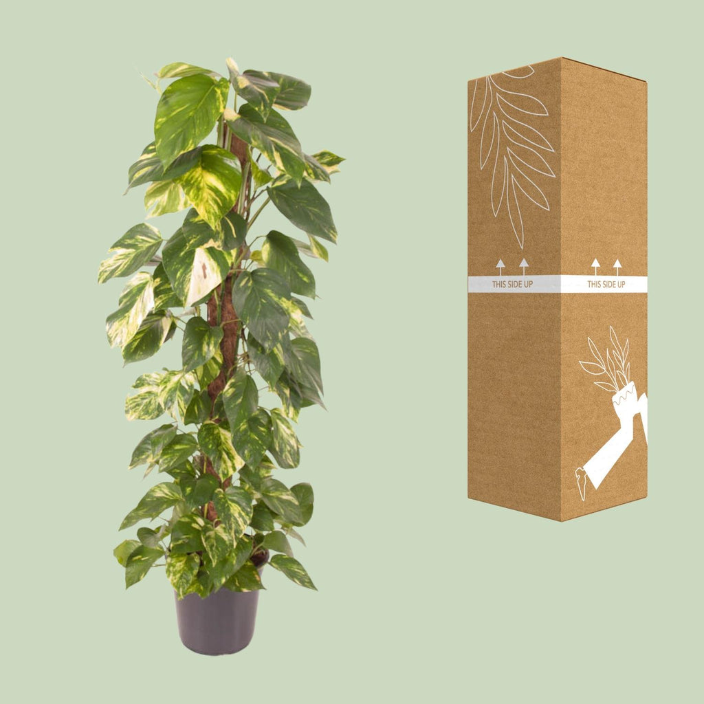 Epipremnum Pinnatum (scindapsus) – Ø24 cm, 120 cm de haut