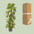 Epipremnum Pinnatum (scindapsus) – Ø24 cm, 120 cm de haut