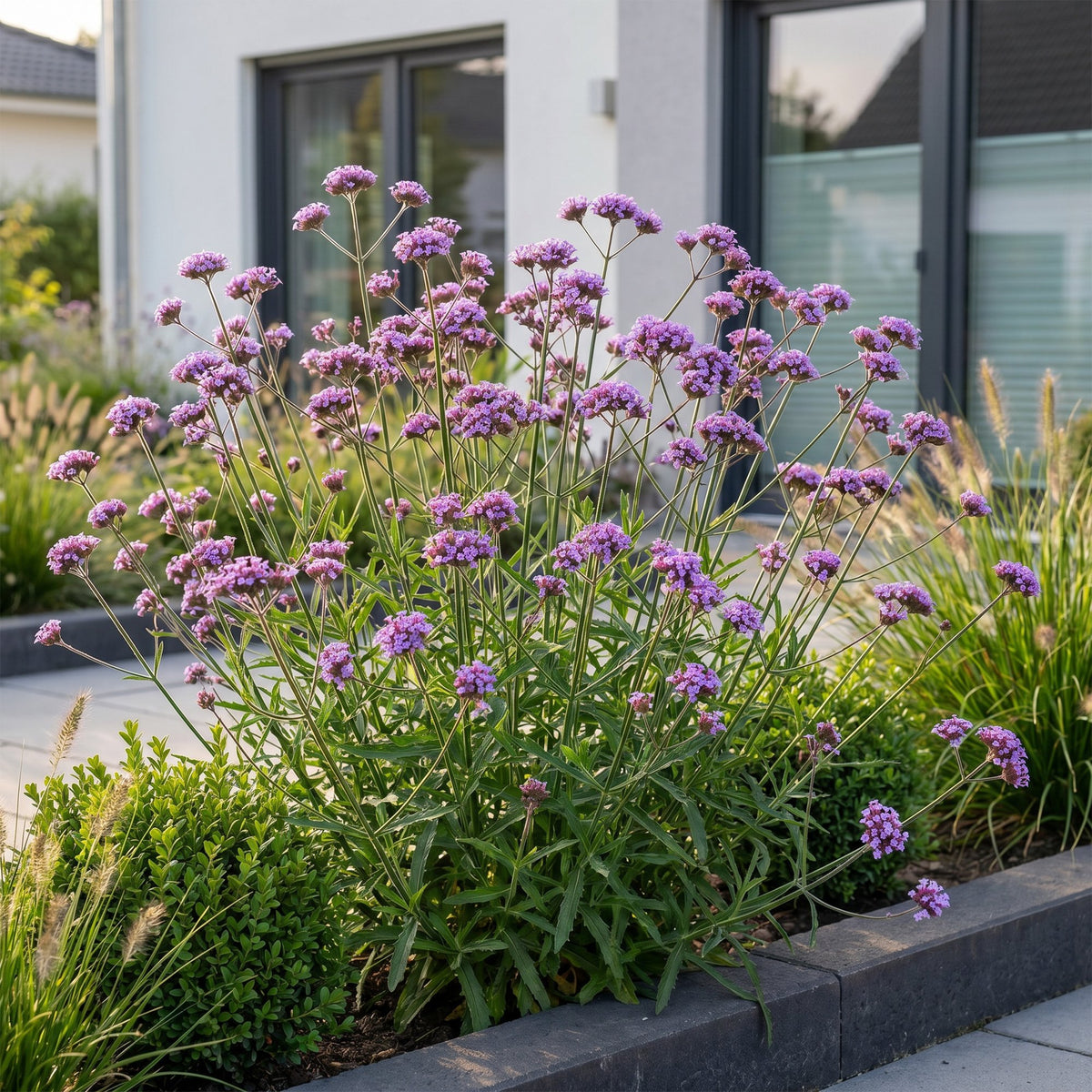 Verbena bonariensis 'Lollipop' (Blutwinde) – lila – 6 Pflanzen, Ø 11 cm, 15–25 cm hoch – Bild 6