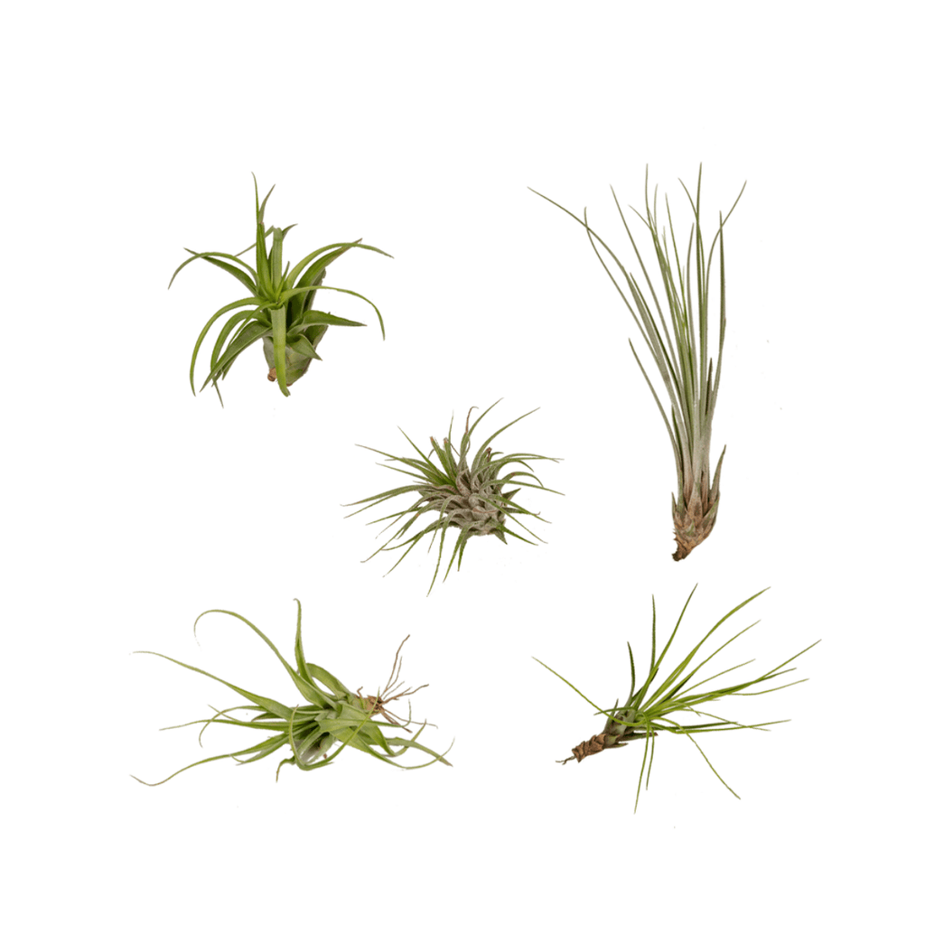 5× Tillandsia Air mix (plante aérienne) – Ø6 cm, 6 cm de haut