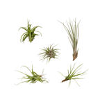 5× Tillandsia Air mix (plante aérienne) – Ø6 cm, 6 cm de haut