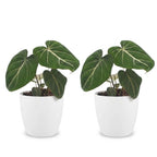 2× Philodendron gloriosum in Potter-sierpot wit – Ø12 cm, 25 cm hoog