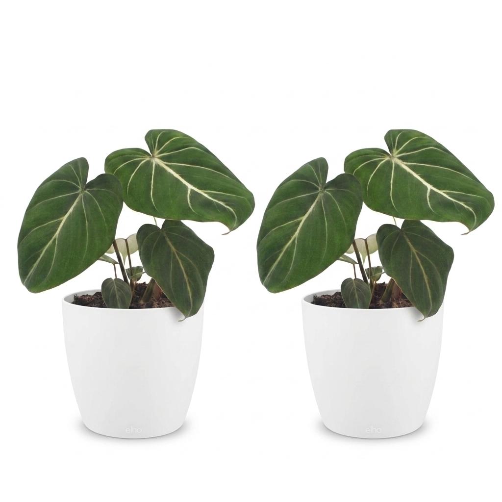 2× Philodendron gloriosum in Potter-sierpot wit – Ø12 cm, 25 cm hoog