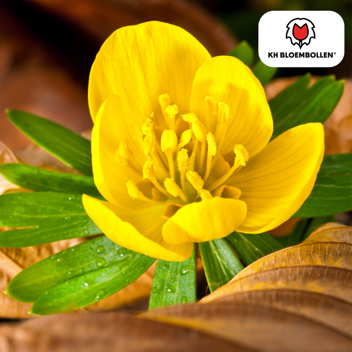 Winterakonit – 30 Blumenzwiebeln