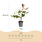 Photinia fraseri 'Red Robin' (photinia) – rouge – 24 plants, Ø9 cm, 25–35 cm de haut