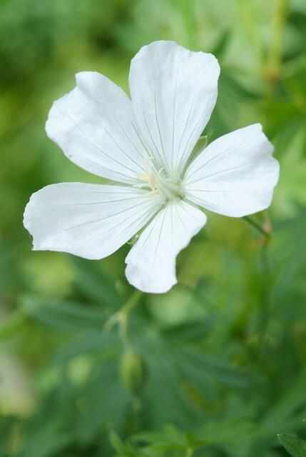 Geranium sanguineum 'Album' (cranesbill) – 24 plants, Ø9 cm, 10–25 cm high – photo 9