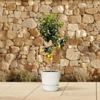 Zitrusbäumchen (Citrus) – Ø30 cm, 150 cm hoch