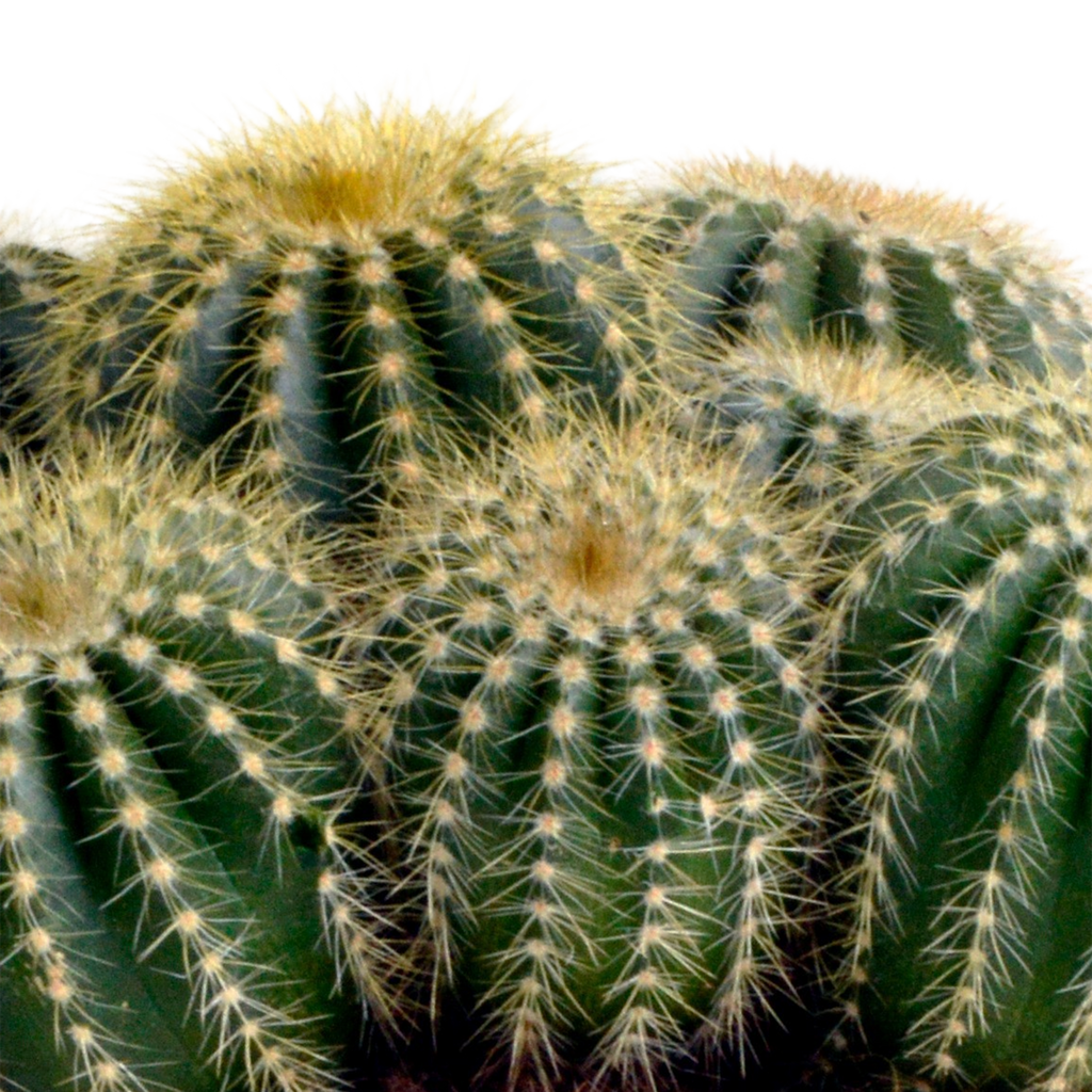 Eriocactus warasii (Cactaceae) – Ø 12 cm, 20 cm hoch