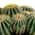 Eriocactus warasii (Cactaceae) – Ø 12 cm, 20 cm hoch