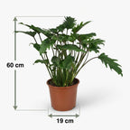 Philodendron Xanadu – Ø19 cm, 60 cm høj