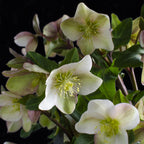 Helleborus 'Diamfire' (grøn blomst) – Ø19 cm, 40 cm høj