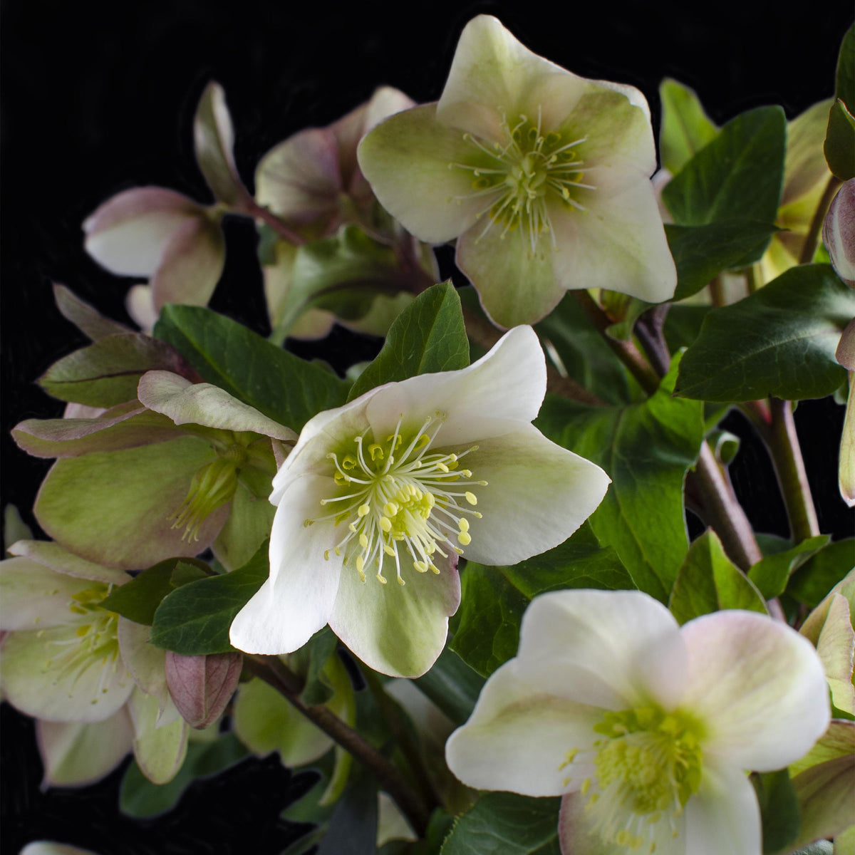 Helleborus 'Diamfire' (groene bloem) – Ø19 cm, 40 cm hoog – foto 4