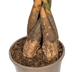 Pachira aquatica (geldboom) – Ø24 cm, 120–140 cm hoog