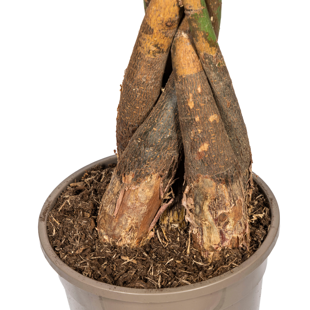 Pachira aquatica (geldboom) – Ø24 cm, 120–140 cm hoog
