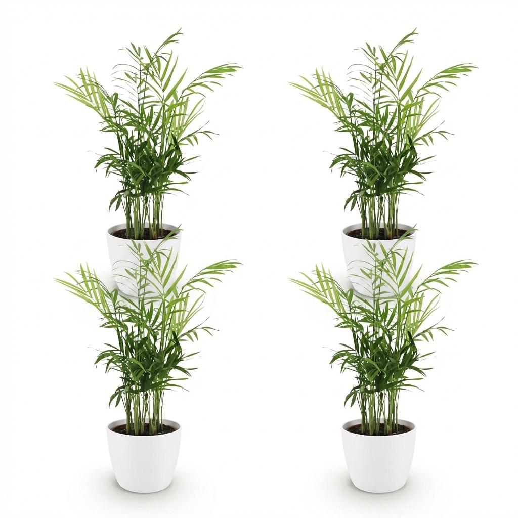 4× Guldpalme (Dypsis) i hvid Potter-pottedskål – Ø12 cm, 15 cm høj
