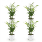 4× Guldpalme (Dypsis) i hvid Potter-pottedskål – Ø12 cm, 15 cm høj