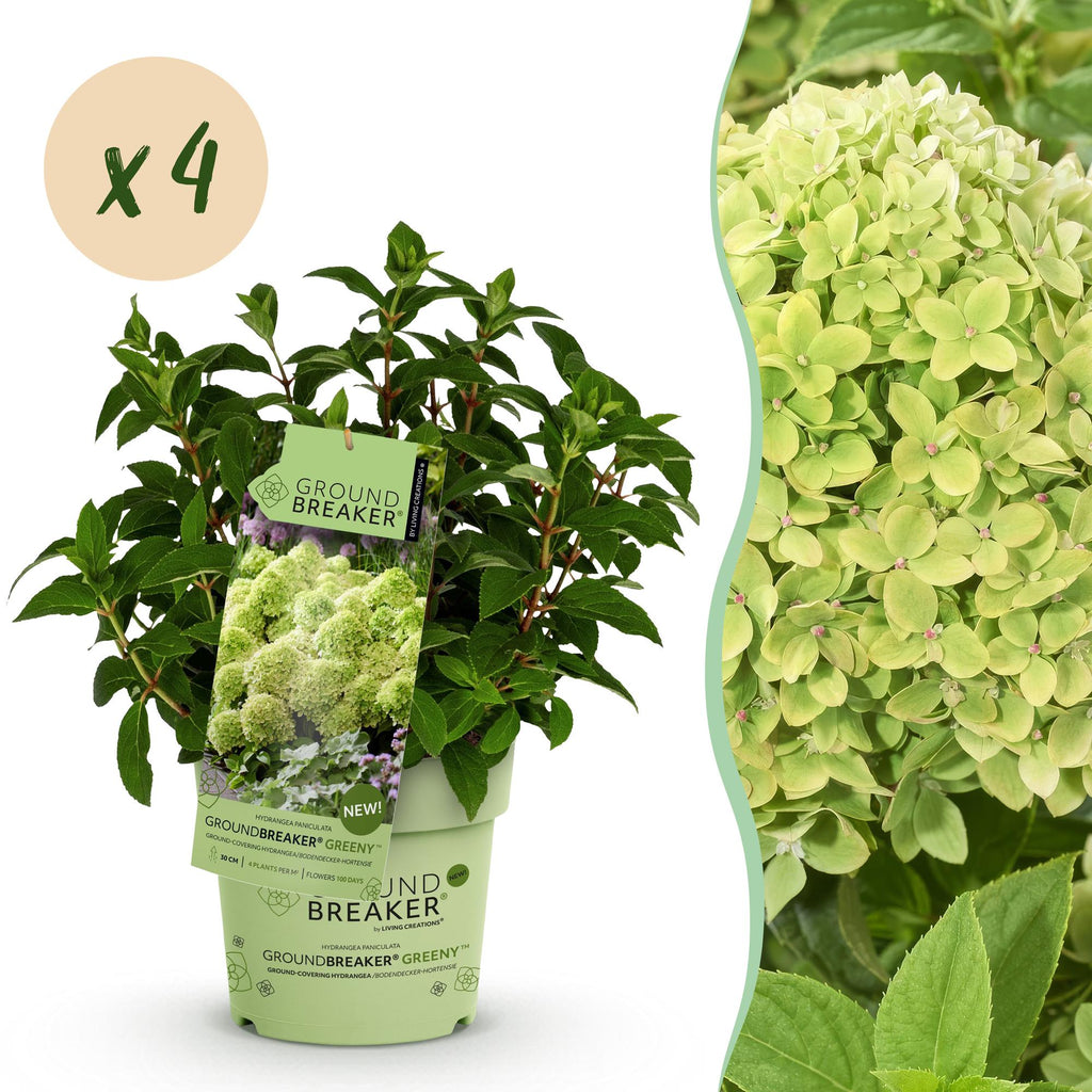 Hydrangea panniculata 'Groundbreaker Greeny' (hortensia paniculé) – crème – 4 plantes, Ø14 cm, 20–25 cm de haut