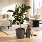 Ficus elastica Cloe (rubberplant) in Potter-sierpot grijs – Ø19 cm, 65 cm hoog