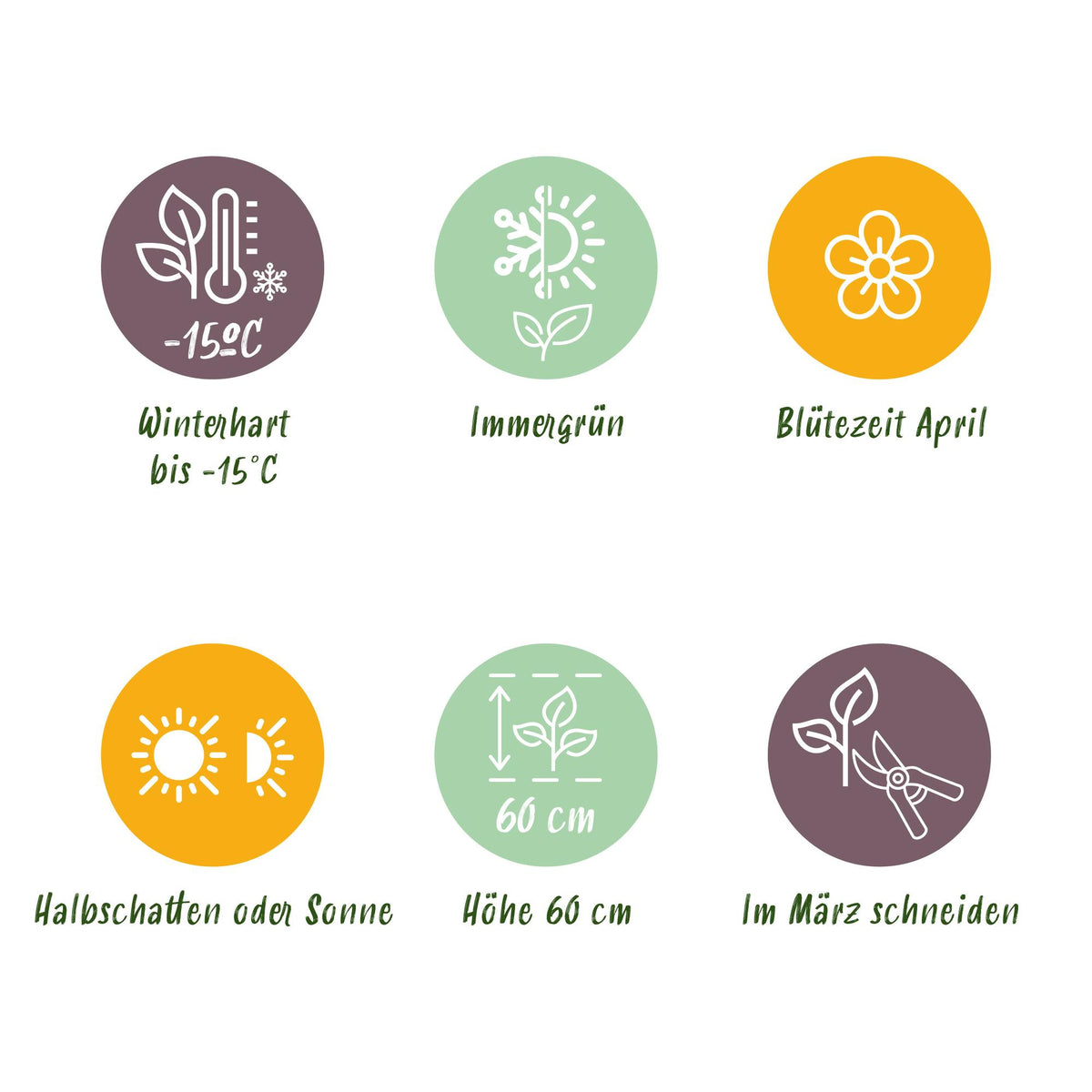 Carex oshimensis 'Everest' (Segge) – Ø 17 cm, 50 cm hoch – Bild 6