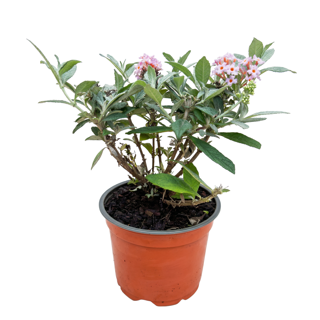 Buddleja davidii 'Butterfly Candy Little Pink' (vlinderstruik) – roze – Ø12 cm, 20–25 cm hoog – foto 2
