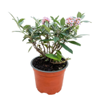 Buddleja davidii 'Butterfly Candy Little Pink' (vlinderstruik) – roze – Ø12 cm, 20–25 cm hoog