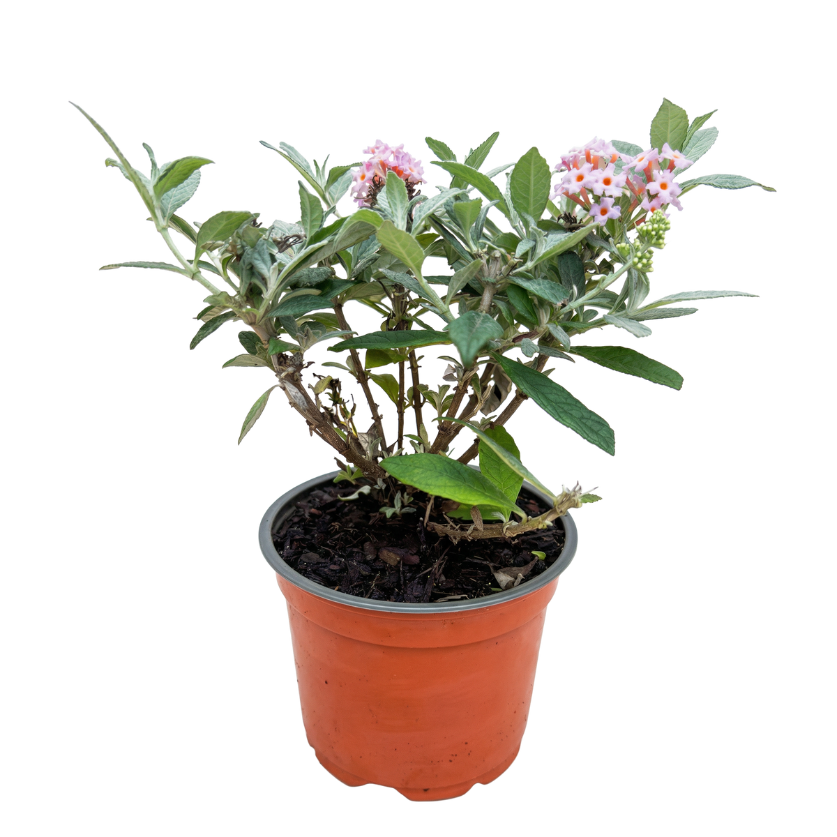 Buddleja davidii 'Butterfly Candy Little Pink' (vlinderstruik) – roze – Ø12 cm, 20–25 cm hoog