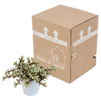 Portulacaria afra Variegata (arbre à saucisses) en pot blanc – Ø12 cm, 25 cm de haut