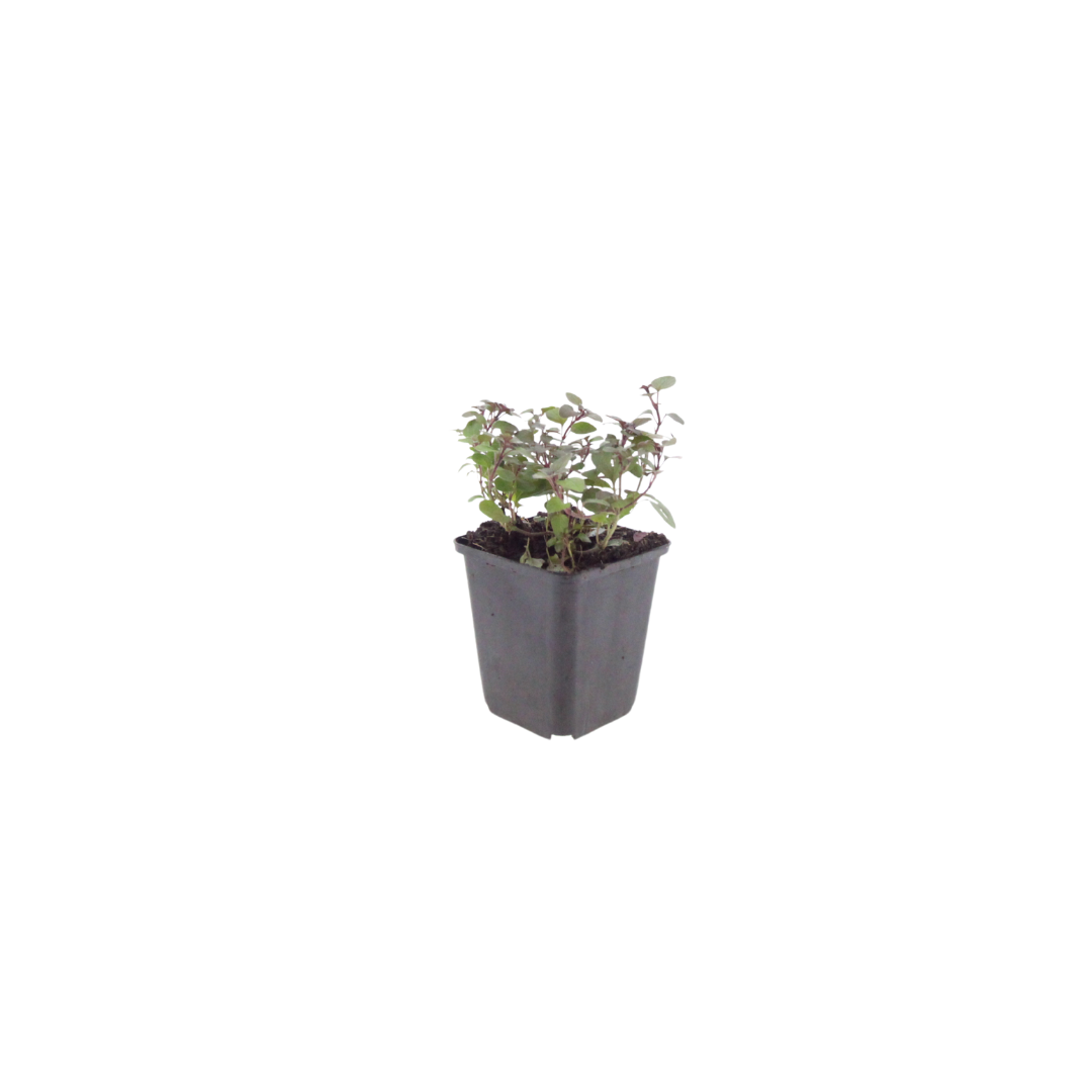 Origanum laevigatum 'Herrenhausen' (oregano) – 48 planten, Ø9 cm, 10–25 cm hoog