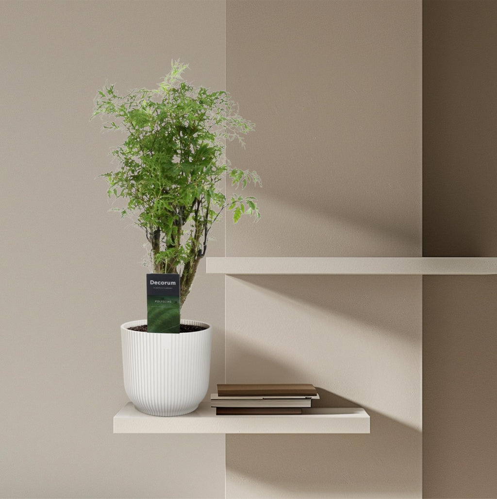 Polyscias Hawaiiana Ming (aralia) – Ø12 cm, 45 cm hoog
