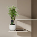 Polyscias Hawaiiana Ming (aralia) – Ø12 cm, 45 cm hoog