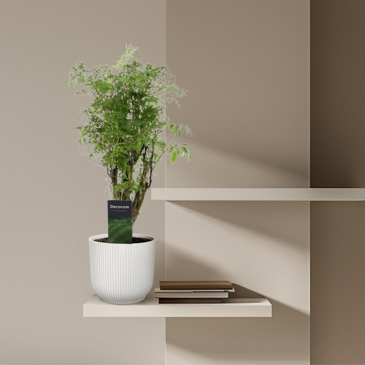 Polyscias Hawaiiana Ming (aralia) – Ø12 cm, 45 cm de haut